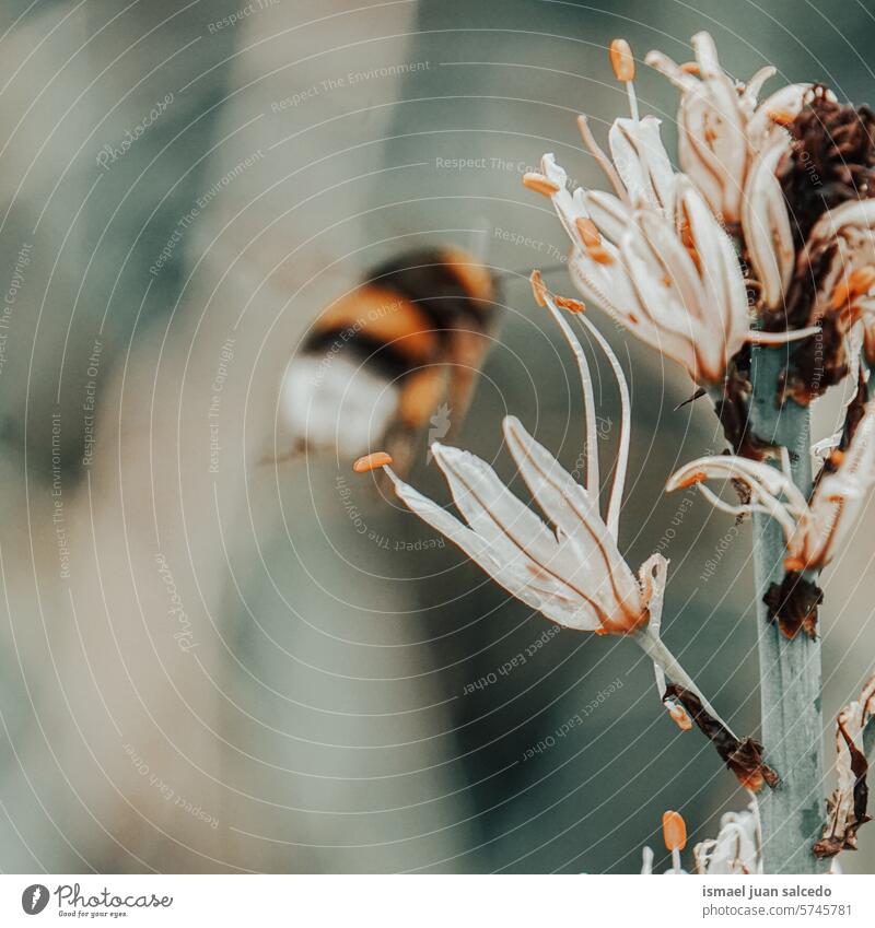 bee flying and white flowers insect yellow petals yellow flower plant garden floral nature natural blossom pollen nectar beauty fragility background springtime