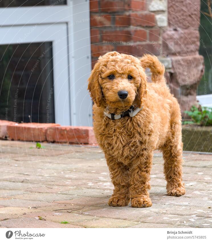 a very cute light brown curious poodle puppy on a terrace happiness obedient cheerful paw Humor friendly head sitting happy looking portrait playing canine hug