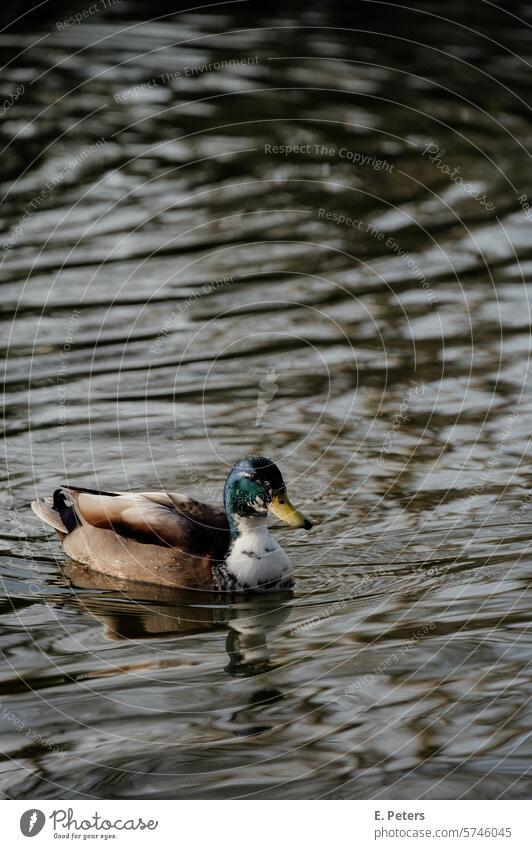 Duck swimming on a lake in a park in the evening sun Evening sun Drake Lake Close-up Bird Animal Water Nature Colour photo Exterior shot Feather Beak Pond