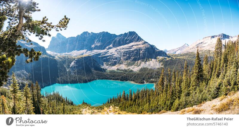 Panorama of turquoise blue lake surrounded by forests and mountains Lake Canada Water Mountain Rocky Mountains vacation travel Hiking Lake O'Hara