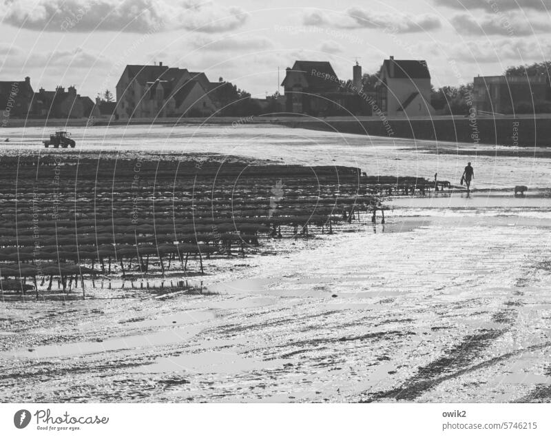 closing time Normandie France coast Ocean Landscape Exterior shot Nature evening mood Oyster farm Oyster beds Sunlight Beautiful weather Black & white photo