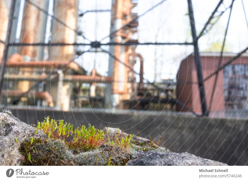 A bit of nature on the grounds of the Hansa coking plant (Dortmund) Coking plant Industry cooling tower Industrial heritage Steel factory coke Steel industry