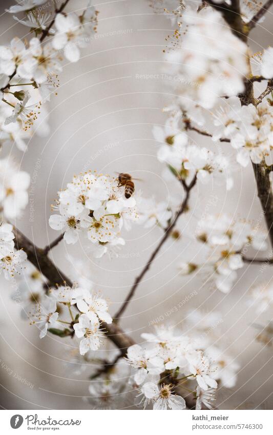 Bee on plum blossom Blossom Spring Tree Nature Plum tree spring blossoms Honey white blossom