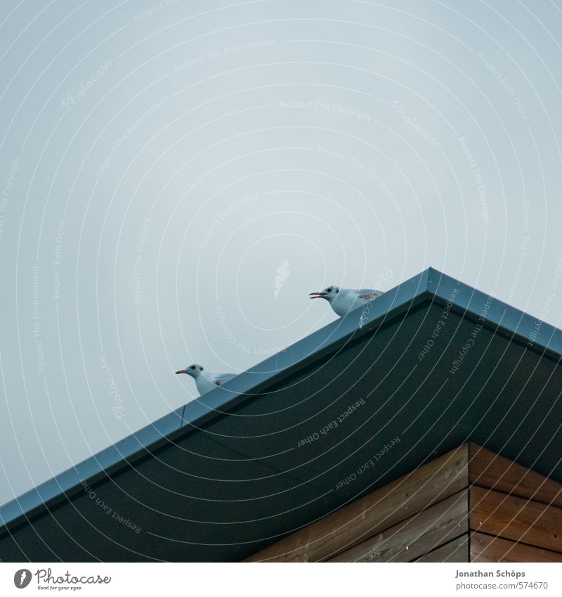 Bird corner II Sky Cloudless sky Animal Wing Grand piano 2 Esthetic Corner Roof Eaves Pigeon Copy Space Minimalistic Deserted Empty Side Profile Downward Gray
