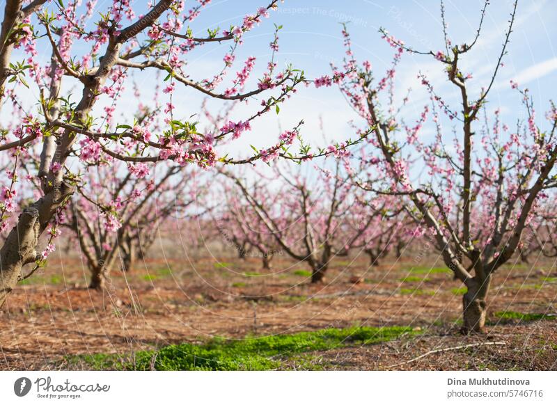 almond trees in bloom against blue sky. Spring background. Pink blossoms of cherry or peach trees in orchard garden. Agriculture industry. pink spring