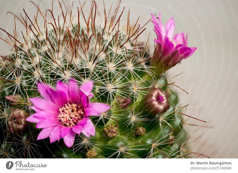 Mammilaria sp. with flowers mammillaria Cactus cactaceae Blossom Blossoming from Mexico Cactaceae succulent Plant Close-up