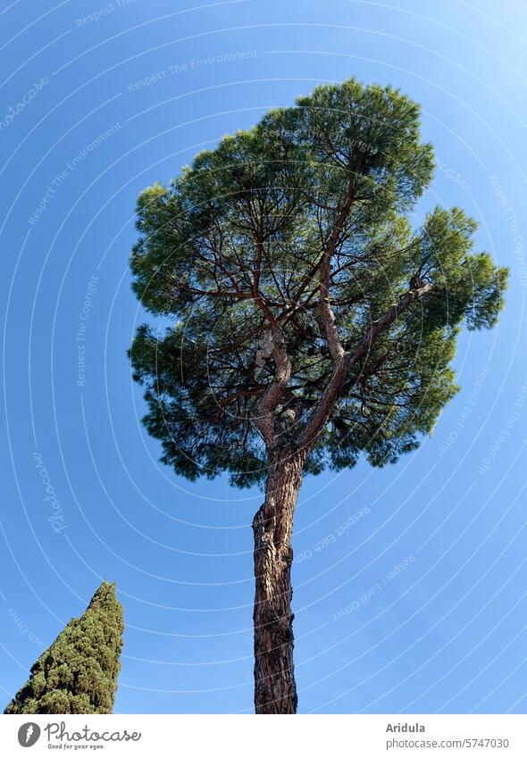Large pine tree from the frog's perspective with smaller cypress tree Tall Landscape Italy Tree Tuscany Plant Green Beautiful weather Blue sky Clouds