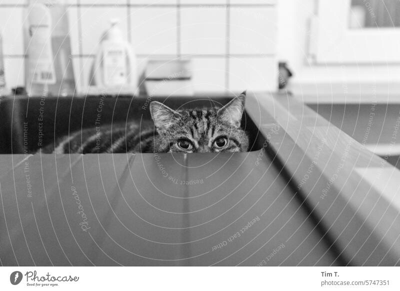 Cat in the kitchen sink Kitchen b/w Black & white photo B/W Day B&W Deserted hangover Sink dish washing eyes Looking into the camera Interior shot