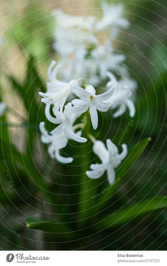 Hyacinth spring flower in white Hyacinthus White Garden Spring Plant Flower Nature natural light Spring day Blossoming come into bloom Close-up blossom