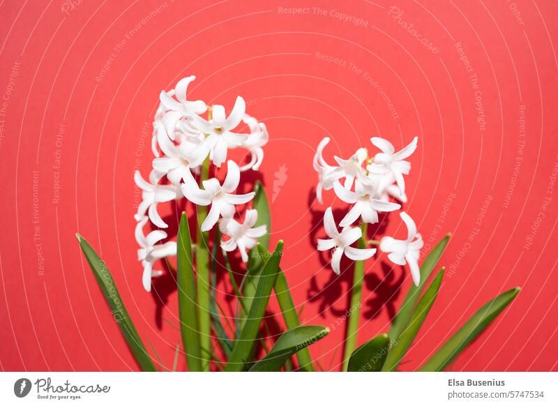 Hyacinth spring flower in white against a red background Garden Green Plant Nature Hyacinthus White heyday blooming spring flower spring awakening Spring flower