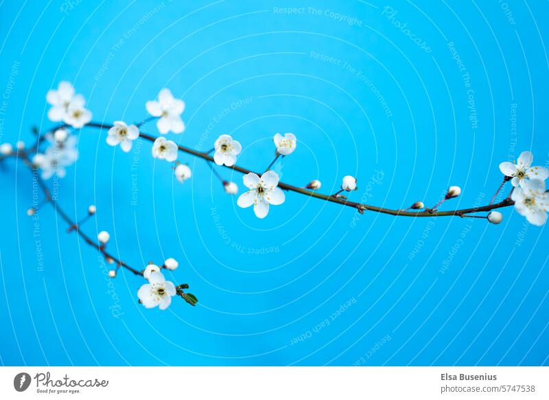 Fruit blossoms from a mirabelle tree, against a blue background Blossom Tree Branch Blue Background small blooms burgeoning White buds Spring Nature Growth