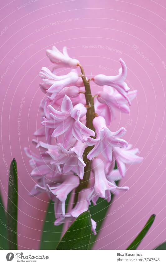 pink hyacinth against a pink background Pink Background Growth Garden Neutral Background natural light Spring day spring awakening spring feeling daylight Plant