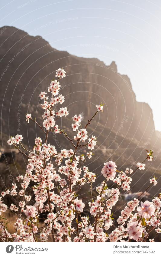 almond blossoms in spring with view of mountains. Springtime in nature. Cherry blossom and great outdoors. Hiking trip. flower bloom tree Almond tree