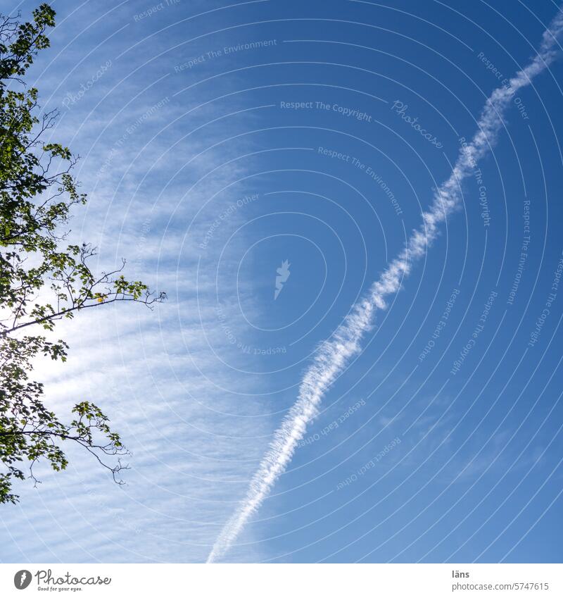 Contrails l BRB-UT Clouds Sky Blue sky Beautiful weather Deserted condensation Aircraft Strips Atmosphere Vapor trail Branches and twigs Twigs and branches Tree