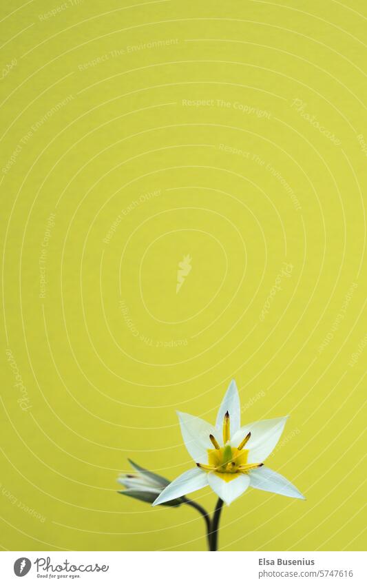 Spring flower against a yellow background romantic petals naturally Background Growth Garden Neutral Background natural light Spring day spring awakening