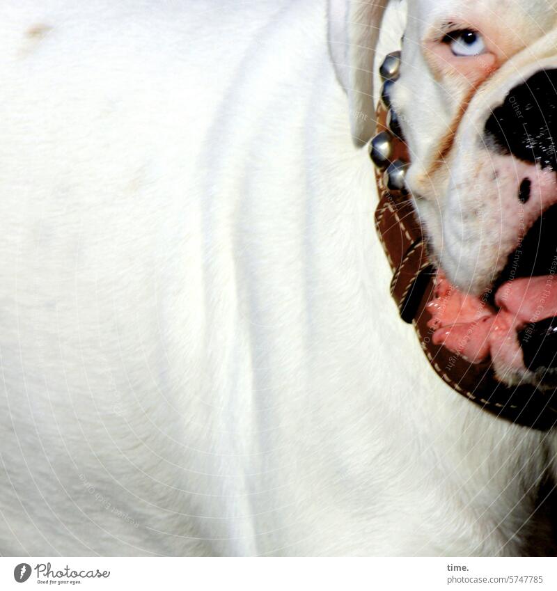 Teeth zsmmnbßn | The danger in the eye of the beholder Animal Dog dog face White Pelt Detail Looking Threat Leather harness Bulldog leash