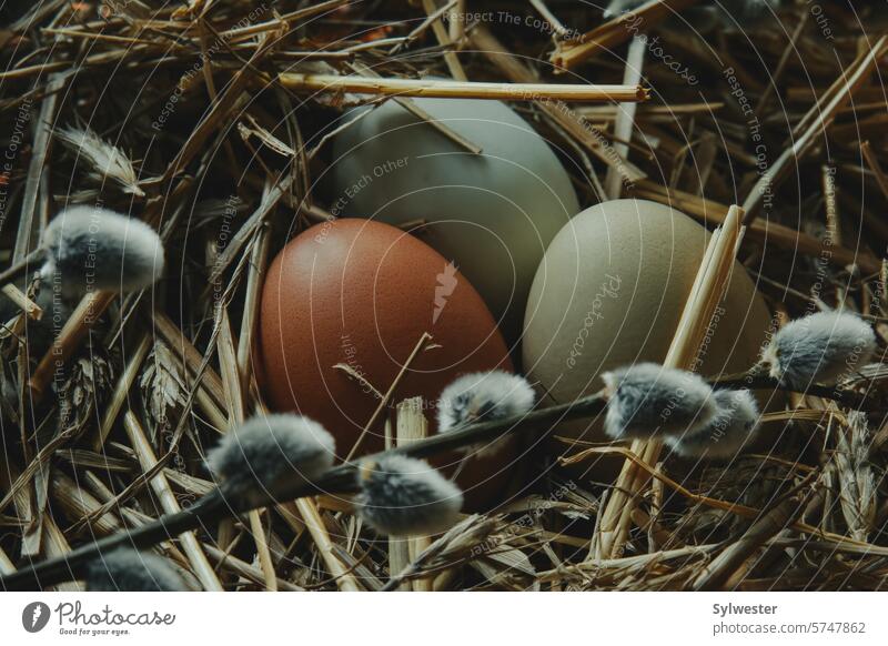 fresh eggs on straw easter decoration composition nature ecological