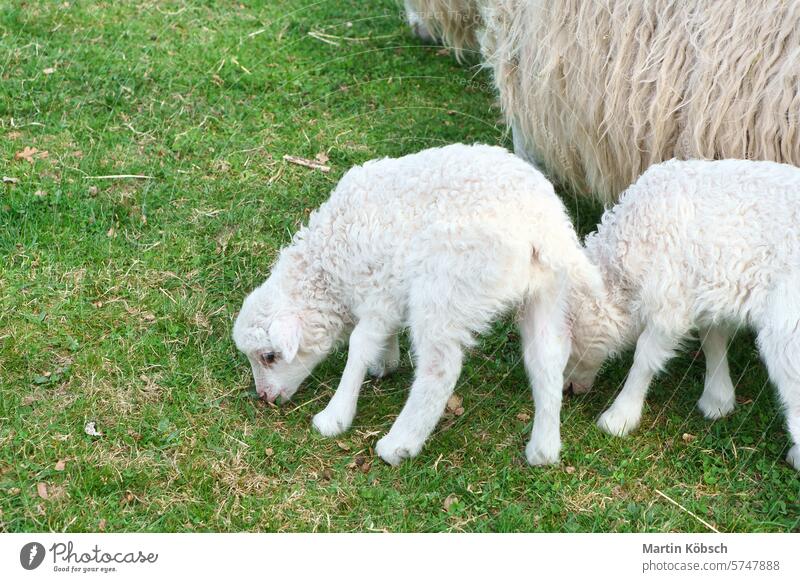 Easter lambs on a green meadow. White wool on a farm animal on a farm. Animal photo Sheep sheep's head sheep's snout spring portrait white nature drover