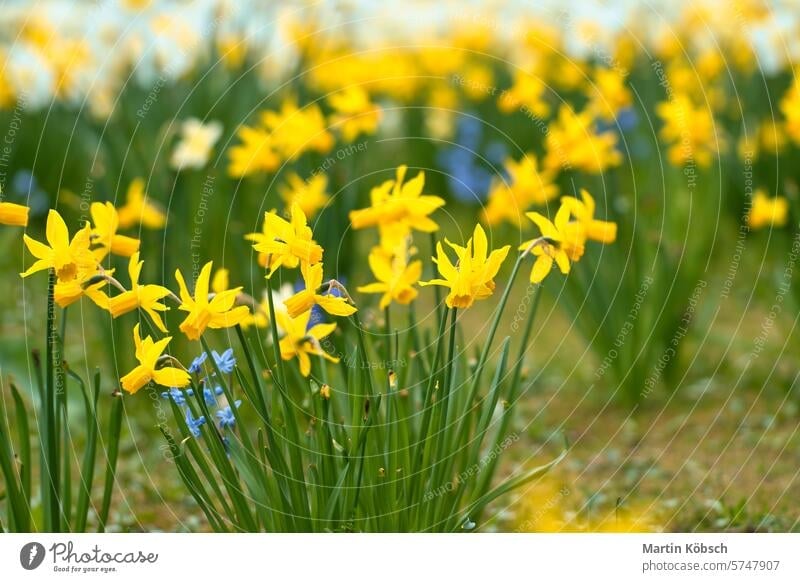 Daffodils at Easter time on a meadow. Yellow flowers shine against the green grass early bloomers spring daffodils balcony plants bokeh light mood still red
