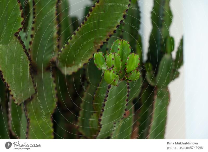 minimal poster of green plant euphorbia closeup. Interior decoration for minimal style apartment eco interior. cactus Cactus Plant Colour photo Nature Green