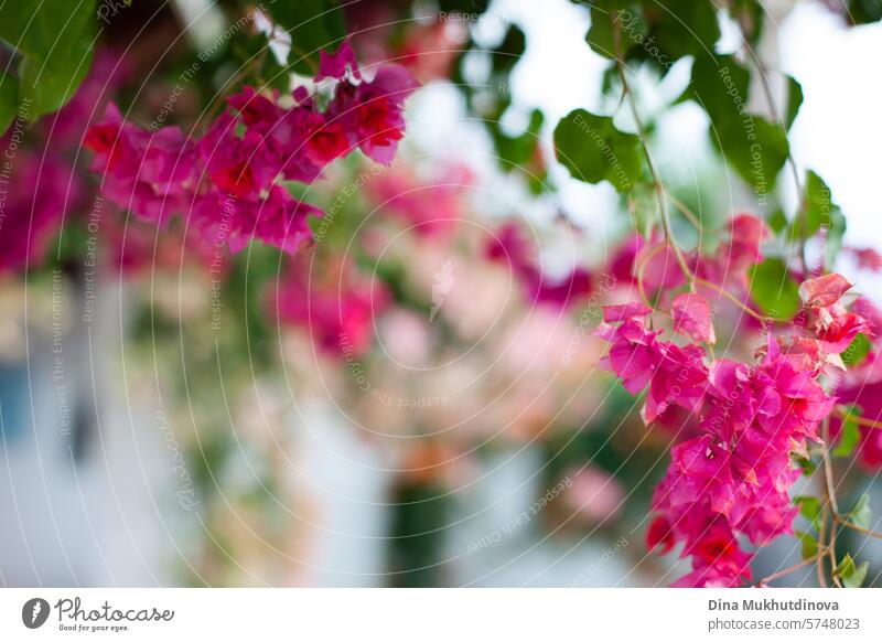 pink Bougainvillea flowers with green bokeh horizontal background. Romantic summer backdrop. bloom blossom floral garden beautiful spring Pink petal nature
