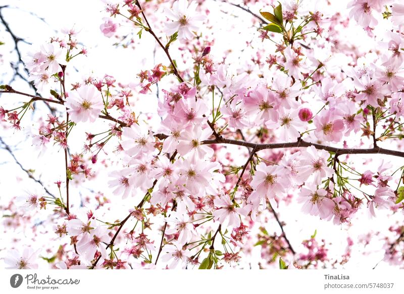 Japanese ornamental cherry Japanese flower niche shrub Blossom blossoms Plant Japanese flower cherry Nature Delicate Pink Green White Brown pretty romanic