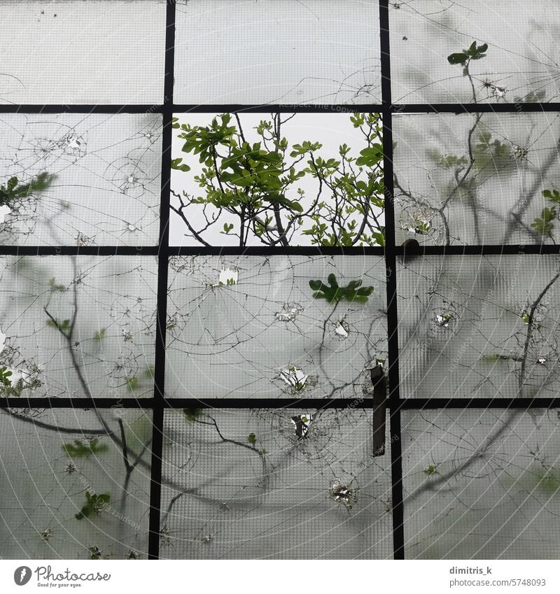smashed windows broken glass and fig tree branches nature fragments transparent leaf shattered vandalism reflections cracked abandoned decay squares section
