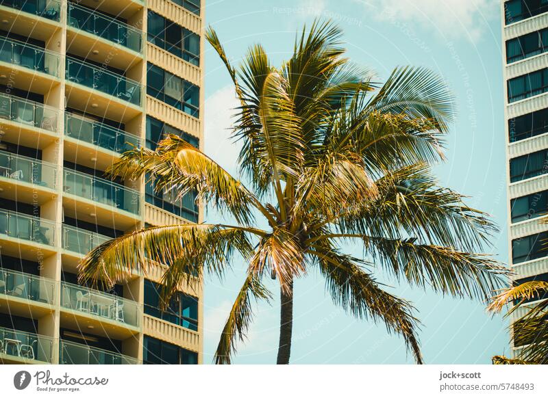 a palm tree between modern houses Palm tree Modern architecture Sunlight Facade High-rise residential building between them Australia Queensland Gold Coast
