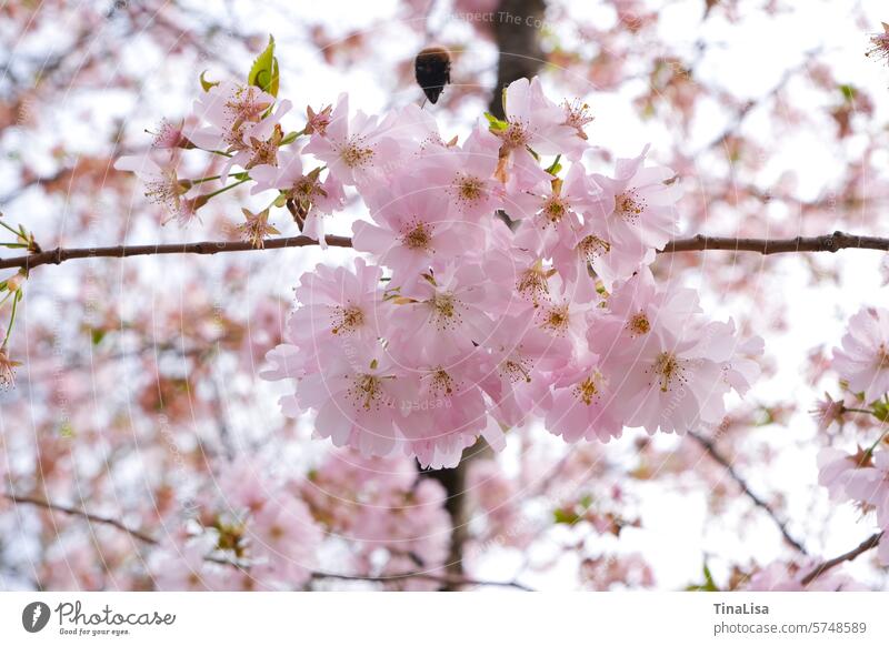 Close-up of a Japanese ornamental cherry shrub Blossom blossoms Plant Nature Pink Delicate Spring Japanese flower cherry prunus Exterior shot Colour photo