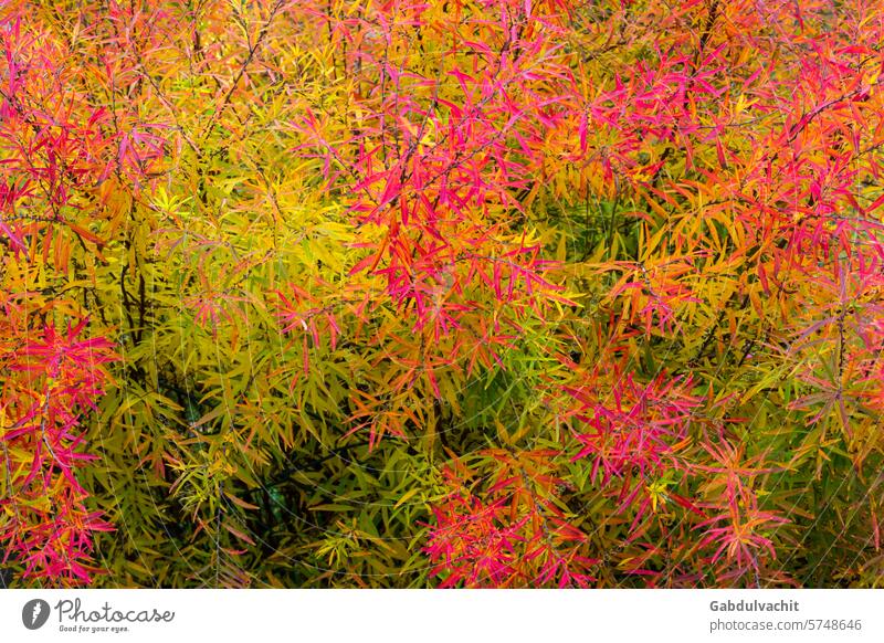 Autumn sketch, beautiful multicolored bush foliage abstract autumn image autumn outfit autumn sketch autumn texture beauty botany bright color mix colorful