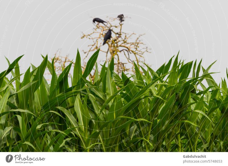 Green corn stems with ravens on tree in background Corn stems agriculture beautiful beauty crop environment farm farming field green green corn green corn field
