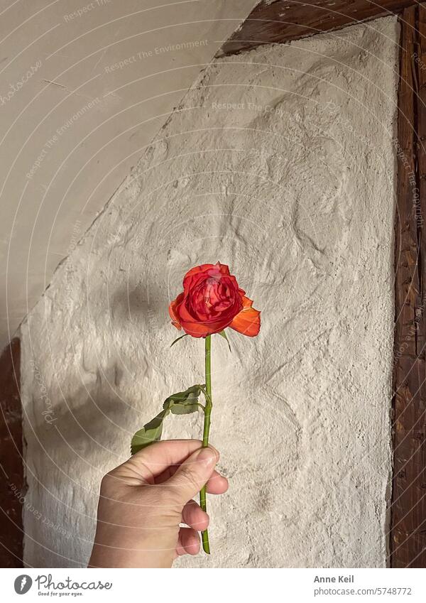 Hand holding a rose in front of an old plaster wall half-timbered pink Red Flower Background picture Romance Valentine's Day Colour photo Wall (barrier) Gypsum
