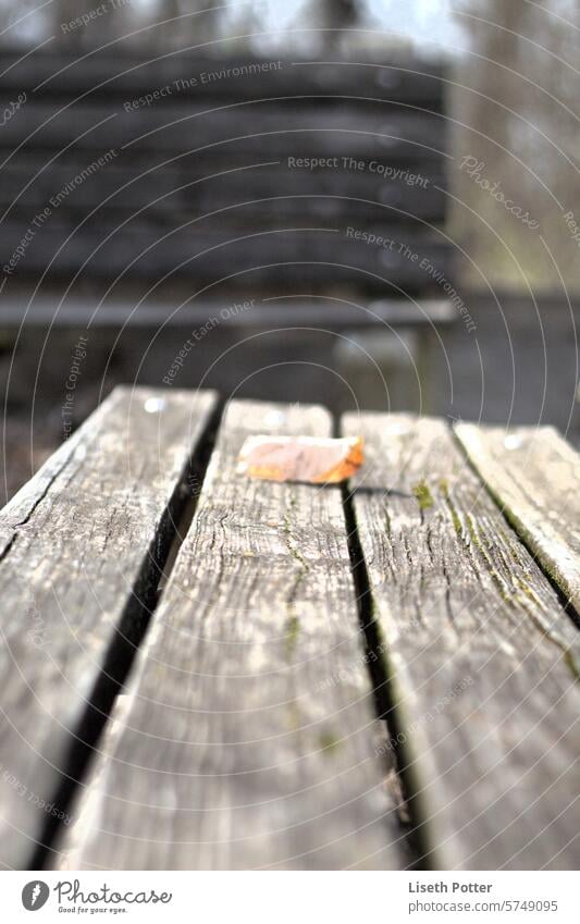 leaf on a bench missed focus loneliness park bench wooden bench outdoor calm relaxation nature seating