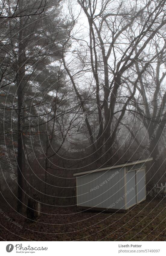 Morning fog in the backyard morning nature calm shed in the morning Misty atmosphere outdoor