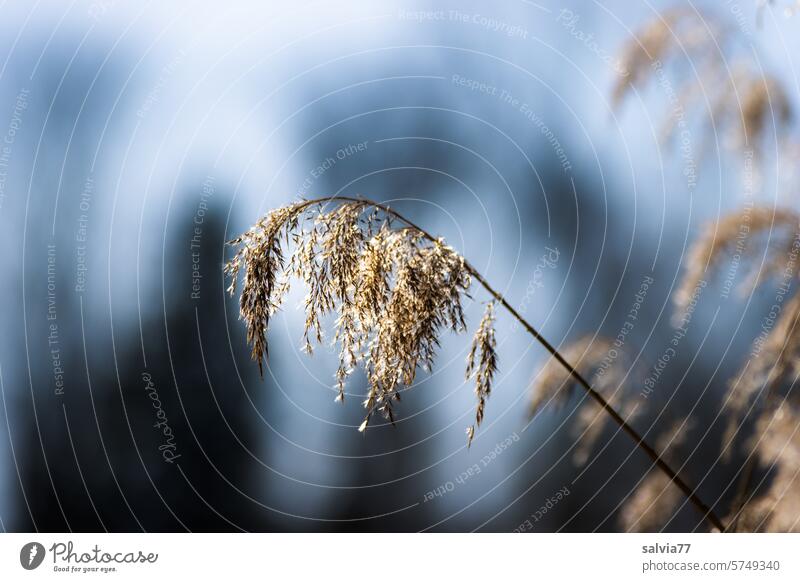 Reed grass against the light reed Grass blossom reed blossom seed stand Deserted Plant Nature Shallow depth of field Faded Close-up Colour photo Delicate