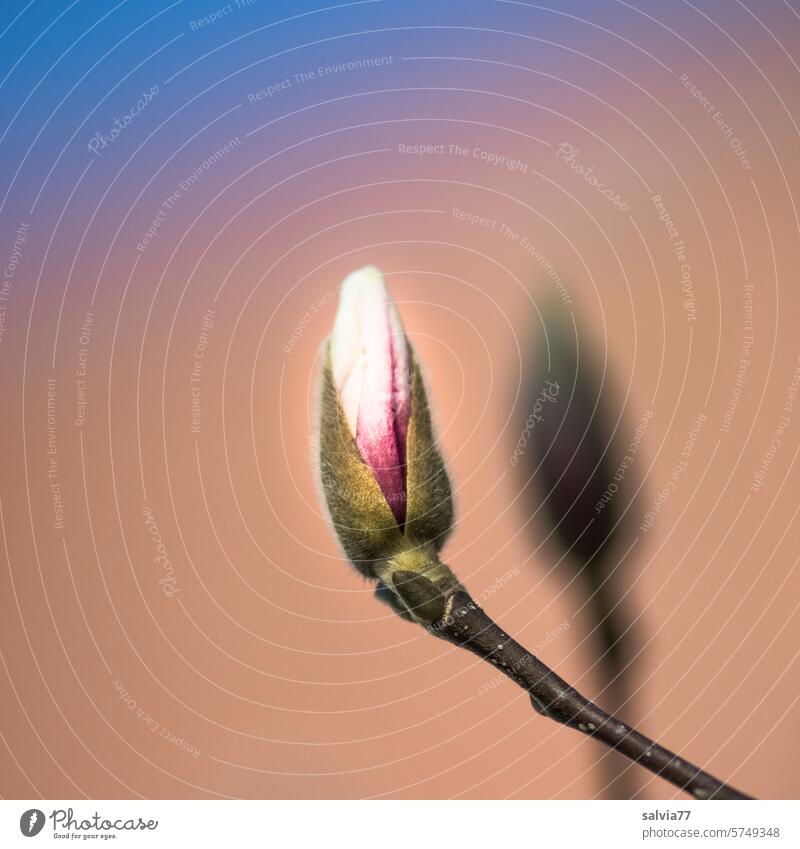 Departure for a new bloom magnolia Magnolia bud Blossom Magnolia blossom Spring Magnolia plants Plant Growth Nature Twig flower bud Break open wax