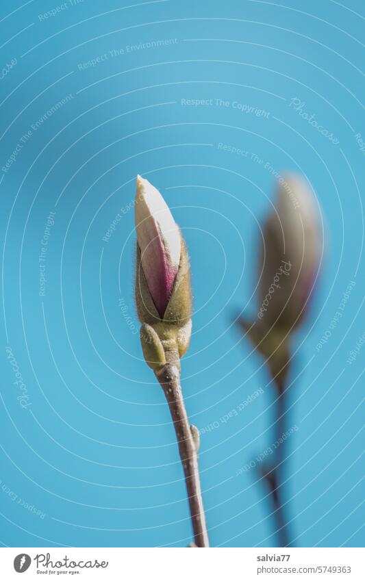 Magnolia buds magnolia Blossom Magnolia blossom Spring Magnolia plants Plant Growth Nature Twig flower bud Break open wax Isolated Image Deserted Colour photo