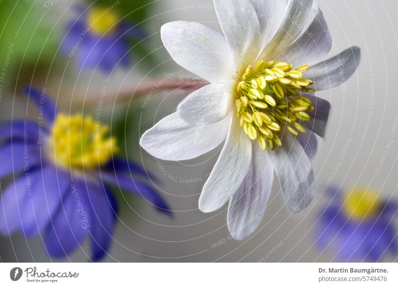 Balkan anemone, Anemone blanda, white and blue flowers Balkan anone blossom Blossom blossoms White Blue Crowfoot plants ranunculaceae Spring Flowering