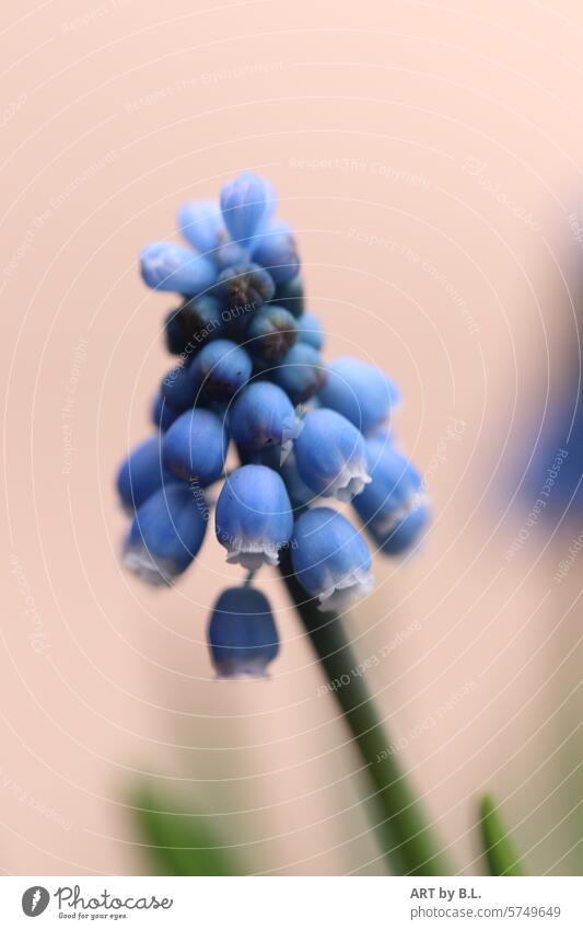 The unconventional spring flower grapes Muscari Spring Season Blue Green Headstrong Nature Blossom Flower flowery Pearl Hyacinth country lad muscari flower