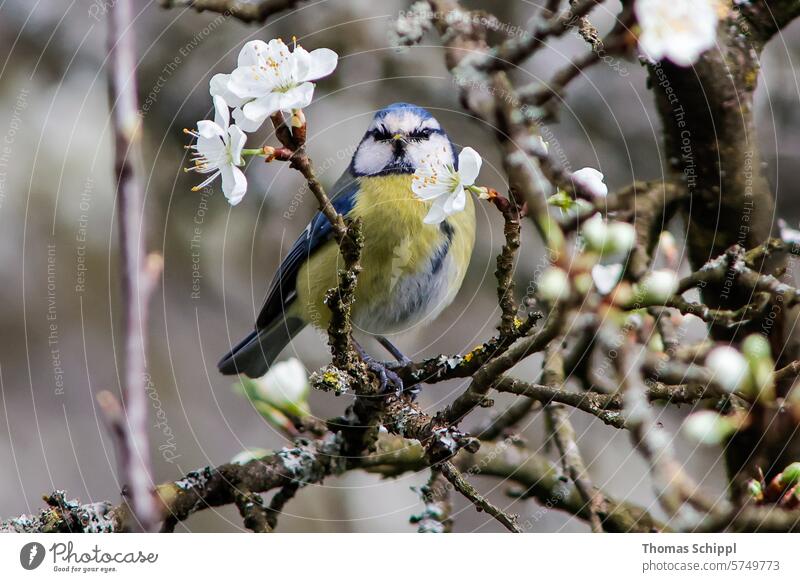 A blue tit between two flowers Tit mouse blossoms Tree Spring Blossom Blossoming Pink Colour photo Singvogel"