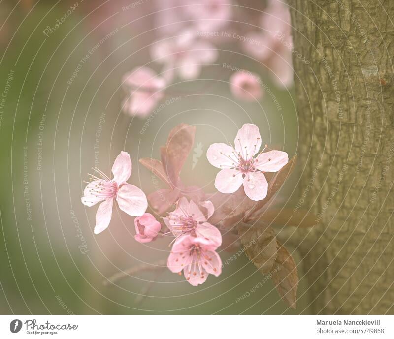 Magic of spring magic enchanting cherry plum prunus Prunus cerasifera multiple exposure Spring Blossom Delicate delicate blossoms delicate colours Nature