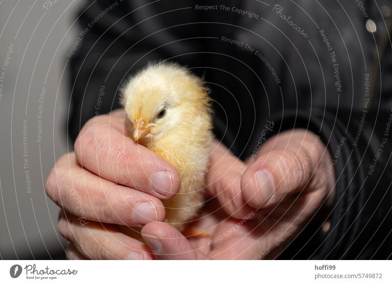 a young chick in the hand chicken Fuzz Bird Barn fowl hatched youthful portrait Animal Poultry Keeping of animals Farm animal Animal portrait Pet Rooster Beak