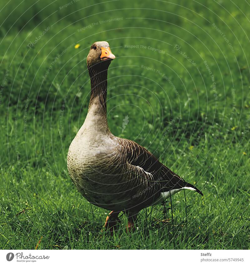 a greylag goose on a green meadow Gray lag goose Wild goose waterfowl Wild bird Migratory bird Looking encounter Bird Goose Observe field goose feathered