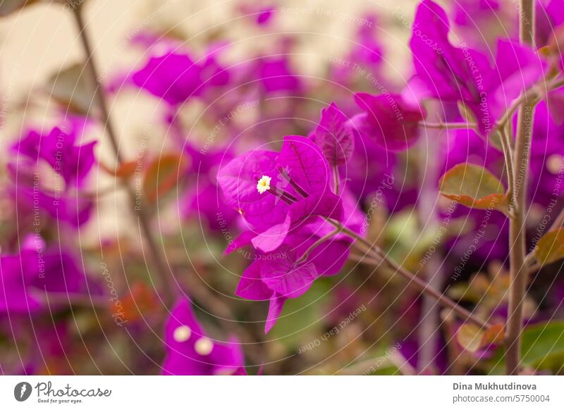 pink purple bougainvillea flowers closeup horizontal background. Tourism in Spain and Canary Islands. bush magenta blossom nature plant bloom blooming summer