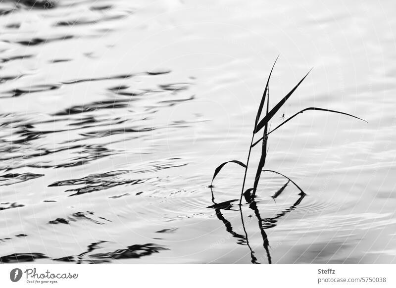 a blade of grass with a small spider in the water Water Grass spine Insect Gray Black Undulating Calm Minimalistic Surface of water seawater Lake Lakeside wax