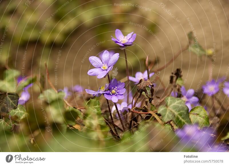 Spring with lots of liverworts Hepatica nobilis Nature Plant Blossom Flower Colour photo Shallow depth of field Exterior shot Close-up Blossoming Garden Detail