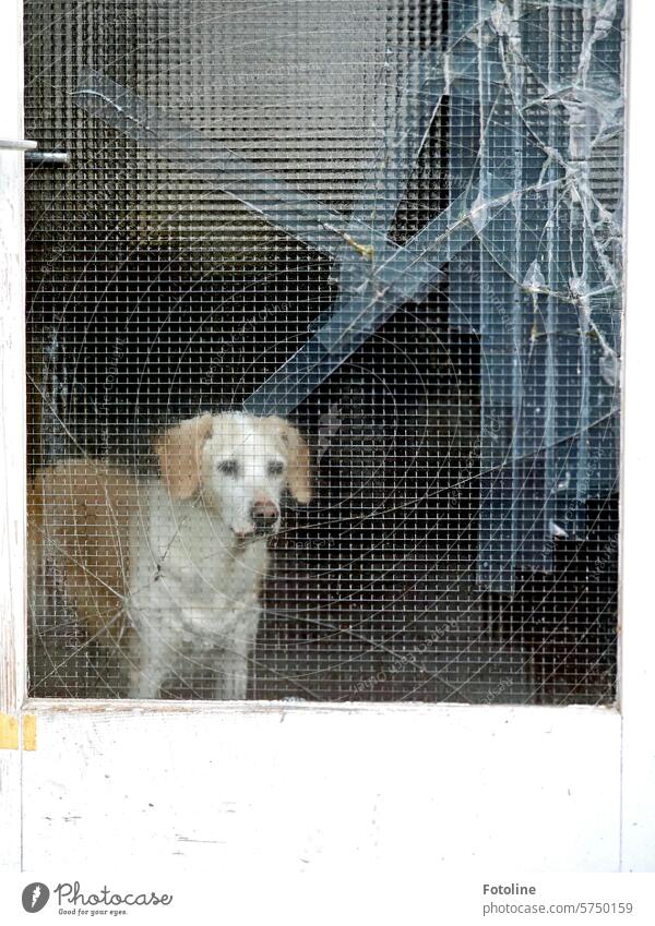 A Labrador is standing behind a broken glass door. He would like to get out. Dog Animal Pet retriever Pelt Labrador retriever Mammal Love of animals boyfriend