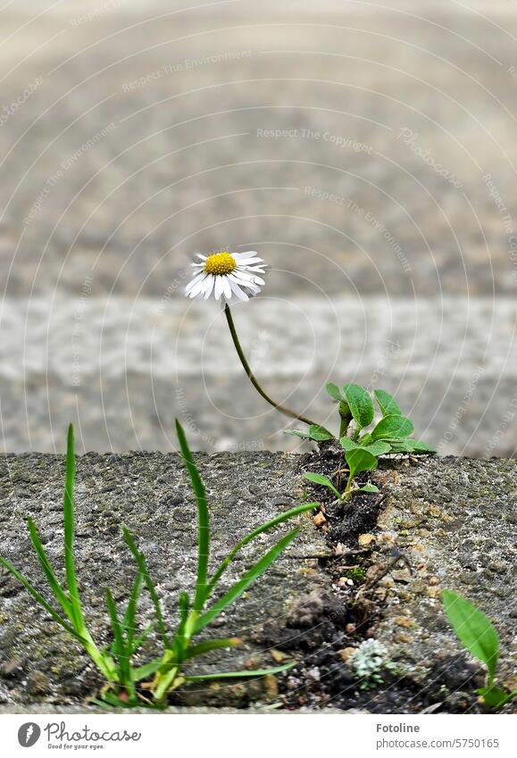 Lonely daisies by the roadside. Asphalt and stone all around. Daisy Flower Blossom Spring White Plant Close-up Blossoming Green Shallow depth of field Yellow