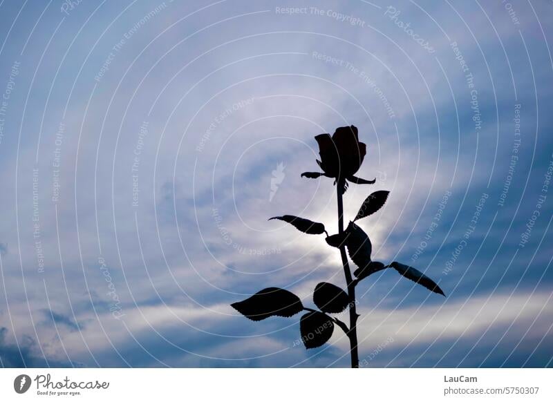 A rose is a rose is a rose pink Silhouette Sky outline Proverb Figure of speech Shadow Flower Blossom leaves flower petals Rose leaves rose stem Fragrance