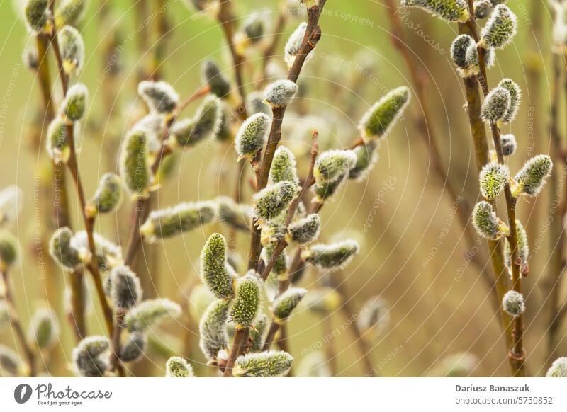 Spring catkins on the branches bud twig plant spring flower nature growth photography springtime close-up outdoors horizontal pollen beauty tree freshness